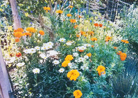 Beautiful Gardens: flagstone- and rockwork, coyote fences in Santa Fe